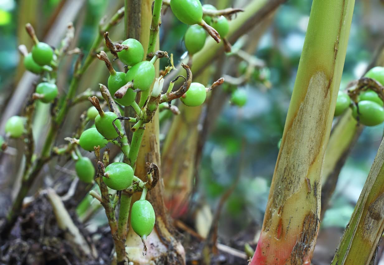 Black Cardamom Plant Seeds for Indoor or Outdoor Herb Gardens – Fresh Herb for Your Garden