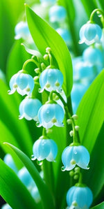 Sky Blue Lily of the Valley flower Seeds for Planting - Non-GMO and Heirloom garden seeds for planting in your garden.