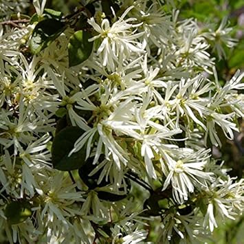 White Loropetalum Flower Seeds for Planting - 100 seeds for planting in home garden