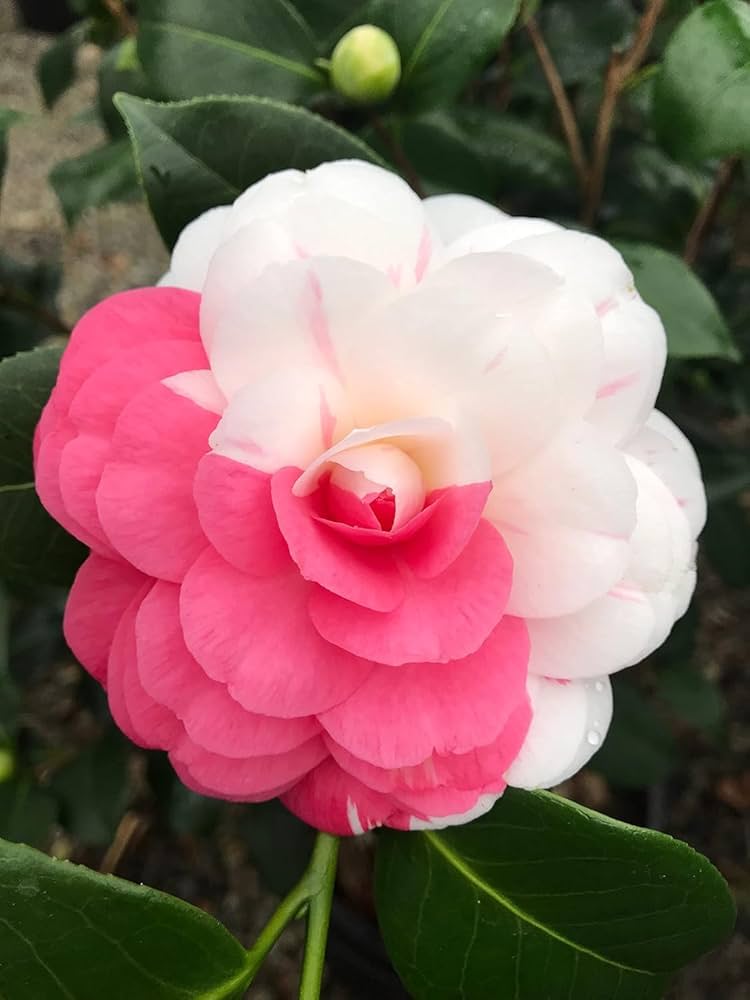 Camellia Flower Camellia japonica Seeds for Planting for Flower Bed and Home Garden