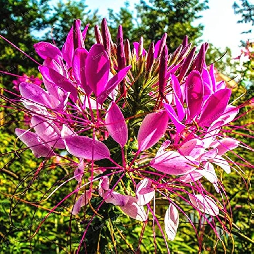 Cleome Spinosa Flower Seeds – for DIY Garden Plants
