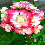 Pink & Yellow Geranium Flower Seeds for Planting - Heirloom & Non-GMO seeds for Home Garden Dhara Seeds