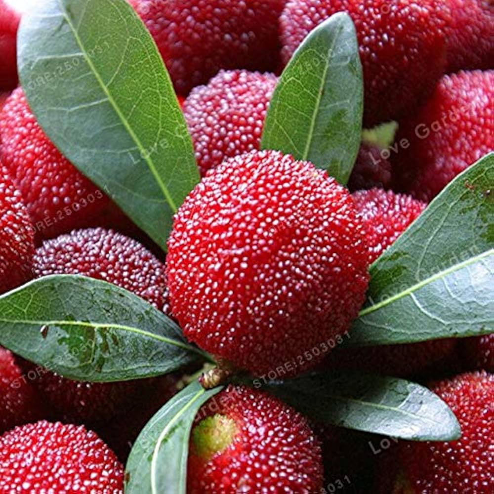Red Bayberry Seeds pcs Delicious Fruit for Home Garden