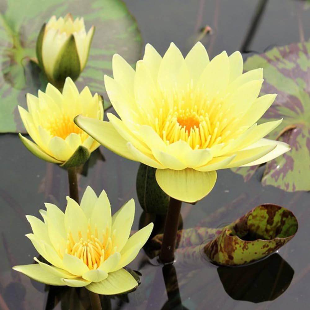 Carlas Sunshine (Tropical Water Lilly)