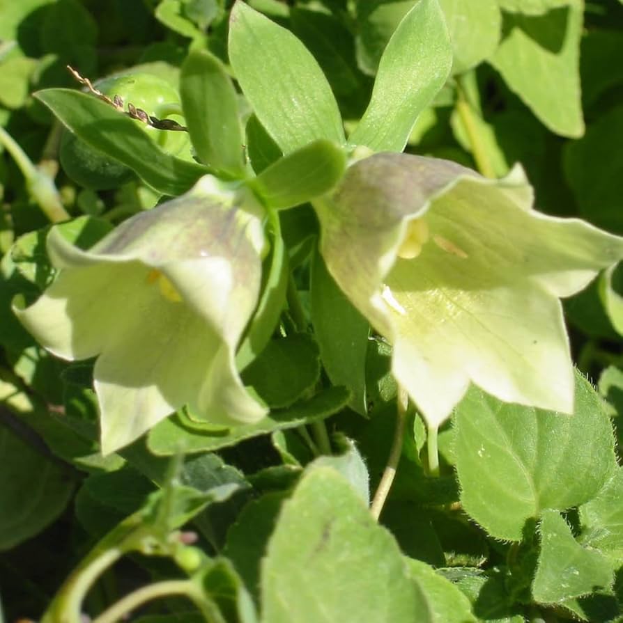 Codonopsis Seeds for Planting Codonopsis pilosula for herbal gardens and raised beds