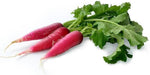 Red radish seeds for planting in vegetable garden