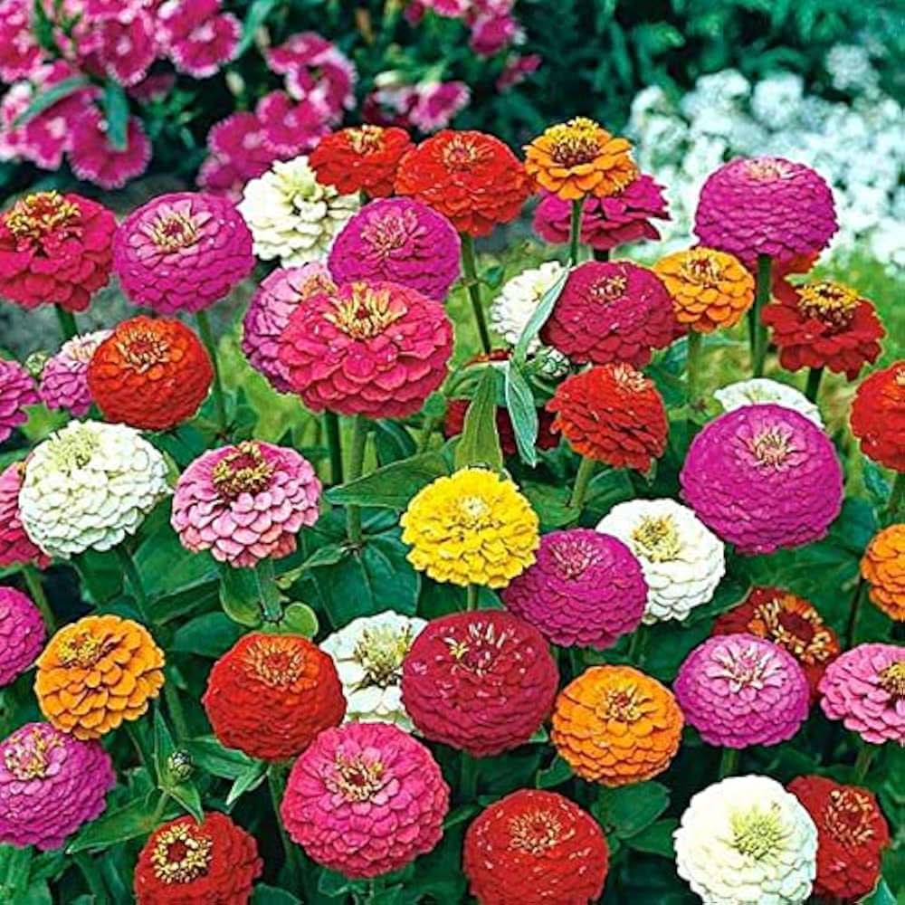 Zinnia Elegans Flower Seeds for Planting in home garden beds and colorful backyard gardening areas
