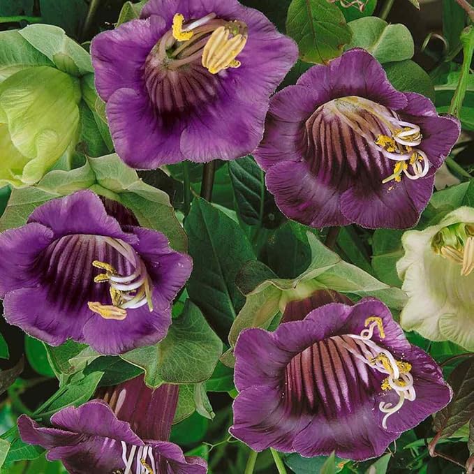 Cobaea Climbing Plant Cobaea scandens Seeds for Planting in Flower Bed & Urban Garden