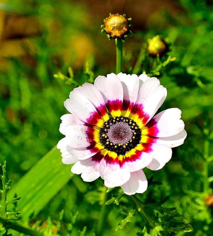 Chrysanthemum Morifolium Mixed Flower Seeds for Planting – Perfect for Fall Gardens and Seasonal Color