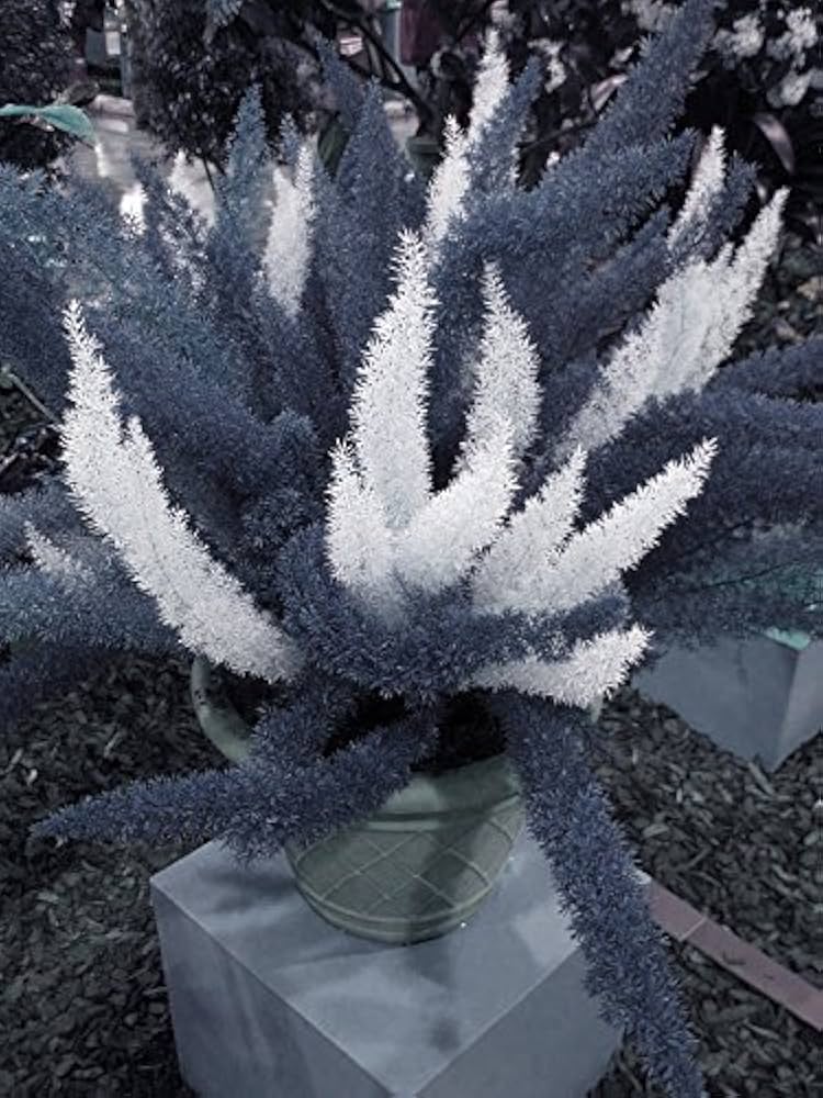 Futaba Perennial Foxtail Ferns - White and Greyish Seeds for Planting