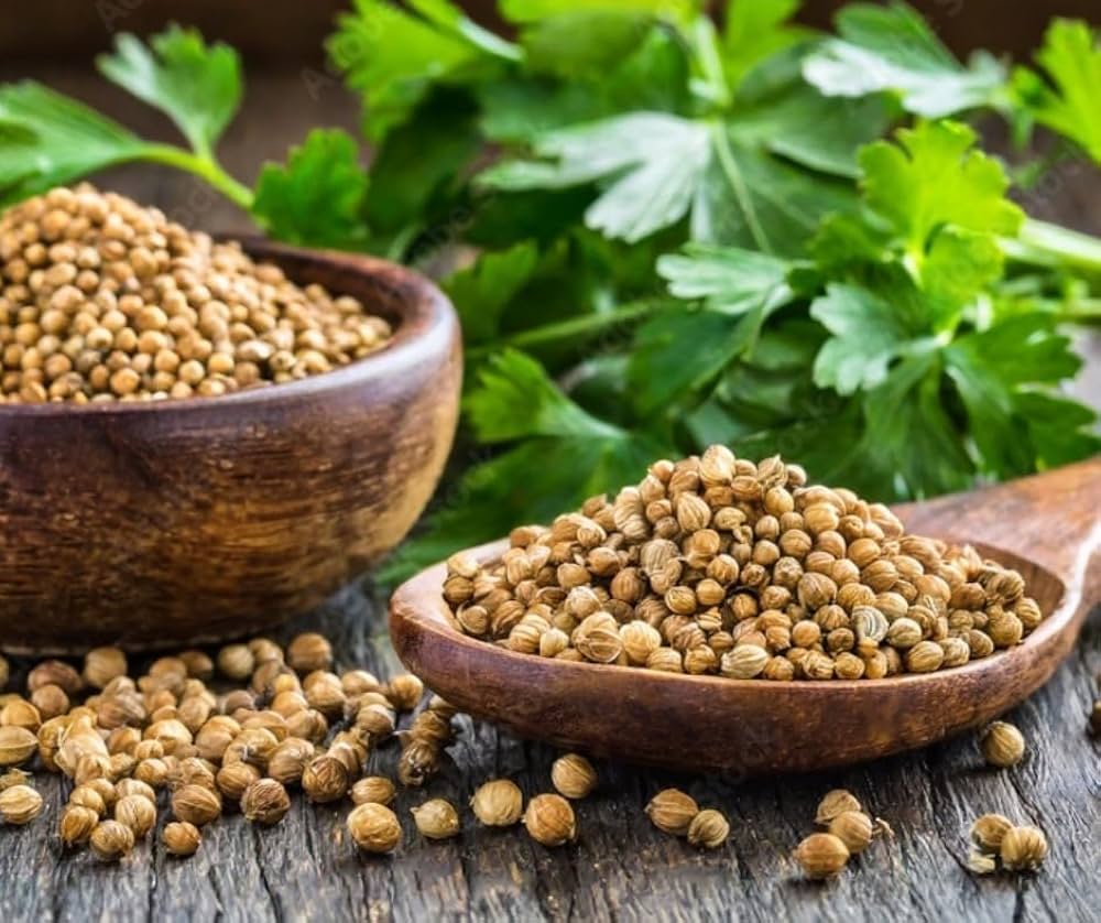 Green Cilantro Seeds for Planting