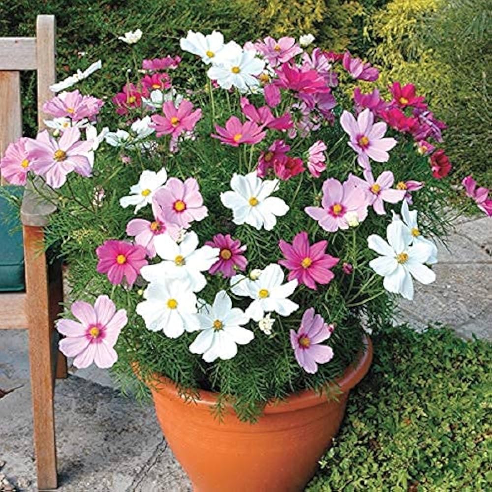 Cosmos Cosmos Bipinnatus Tall Candy Stripe Mixed Flower Seeds for Planting – Ideal for Home Garden and Wildflower Beds