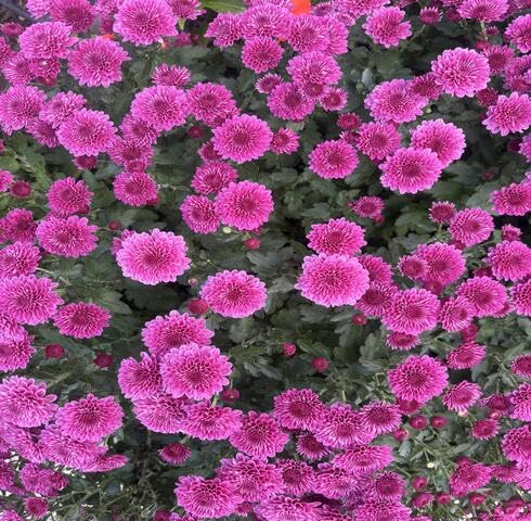 Pink Chrysanthemum Flower - Heirloom, Non - Gmo Seeds