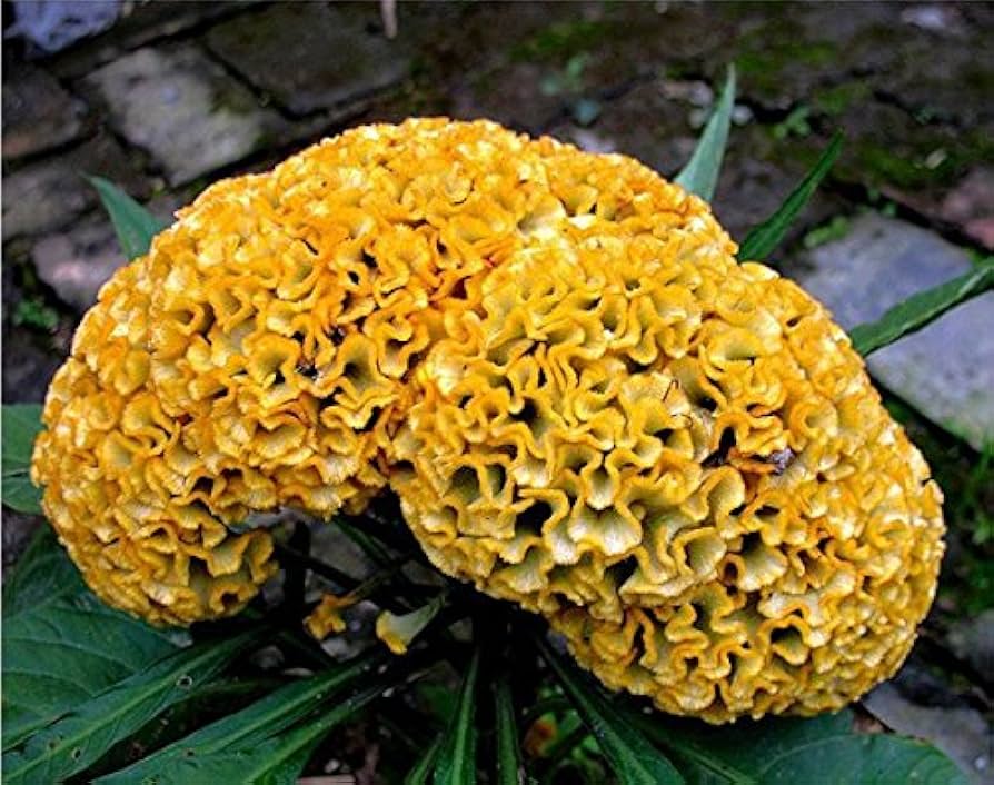 Cockscomb Celosia cristata yellow flower seeds for planting in home garden and decorative borders
