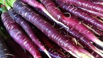 Purple Carrot Seeds for Planting