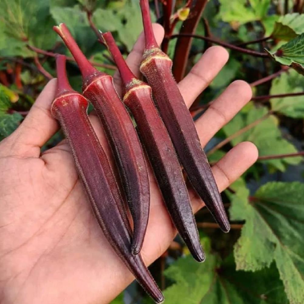 Red Okra Abelmoschus Esculentus vegetable seeds for planting in kitchen garden and backyard vegetable beds