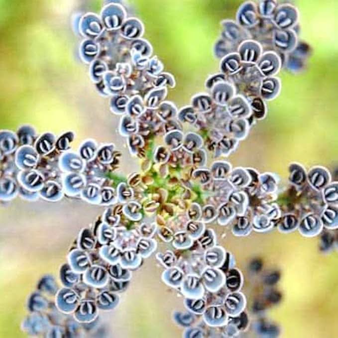 Magic Mixed Kalanchoe Longevity Flower Plant Seeds