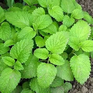 Lemon Balm Plant Seed Pack for Planting - Fragrant Herb Growth for Beautiful Home Garden