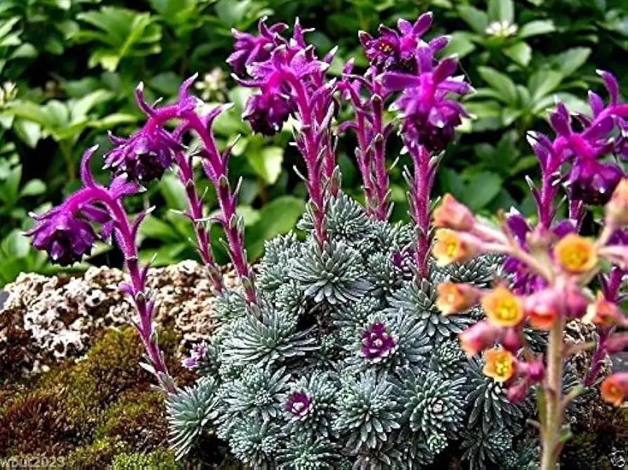 Purple Saxifraga Sempervivum Planting Seeds for Garden NON GMO Seeds for planting in home garden