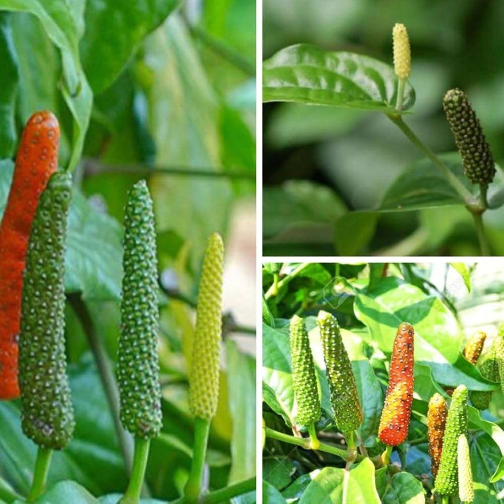 Long Pepper Piper longum Vegetable Seeds for Planting