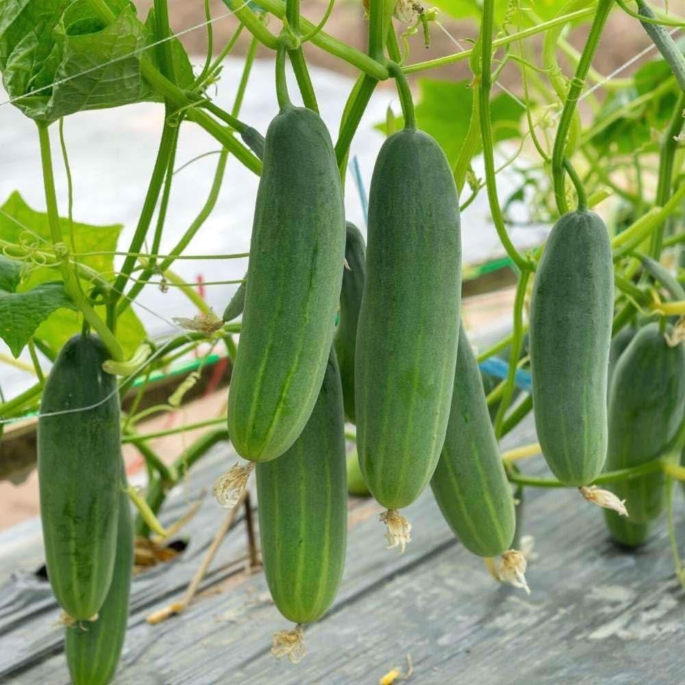 Japanese Mini Cucumber Cucumis Sativus vegetable seeds organic heirloom for planting in kitchen garden and backyard planters