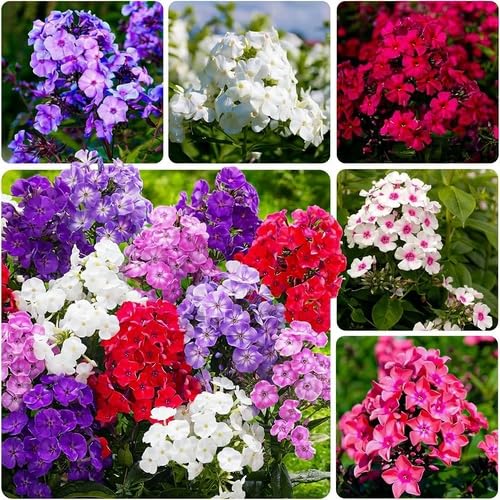 Mixed Phlox Flower - Heirloom, Non - Gmo Seeds