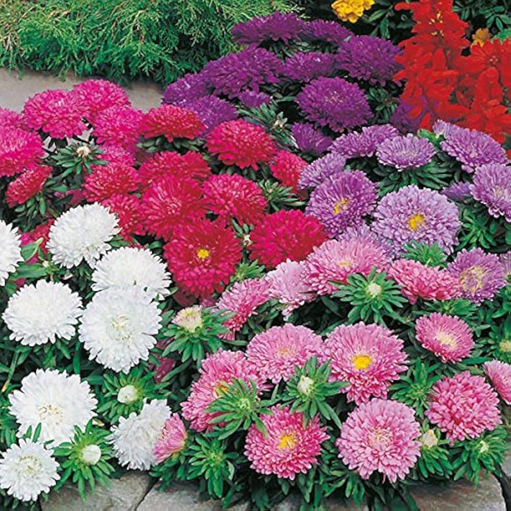 Aster Powder Puff flower seeds for garden bloom planting