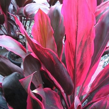 Cordyline Rubra Plant Seeds for Planting - 100 pcs