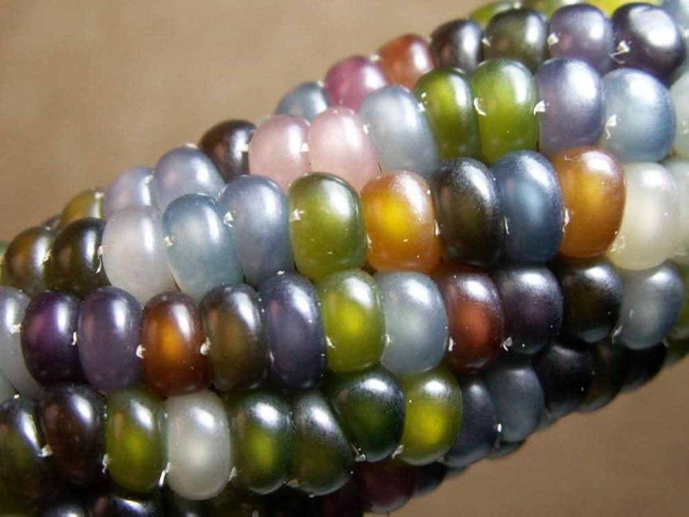 Glass Gem Corn Zea mays vegetable seeds for planting in kitchen garden and raised beds