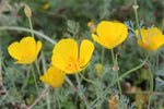 Eschscholzia Flower Seeds for Planting - 100 seeds for planting in home garden