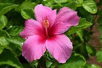 Heirloom Non-GMO Pink Hibiscus Flower Seeds – Bright Tropical Blooms for Garden Planting Dhara Seeds