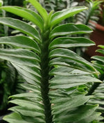 Green Pedilanthus Planting Seeds for Garden NON GMO Seeds for planting in home garden