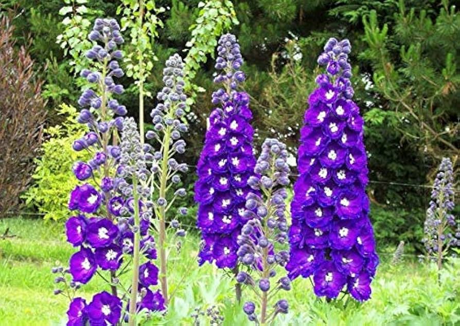 Dark blue white bee larkspur Delphinium seeds