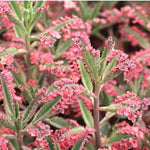 Brown Kalanchoe Bonsai Flower Seeds for Planting - 100 seeds for planting in home garden
