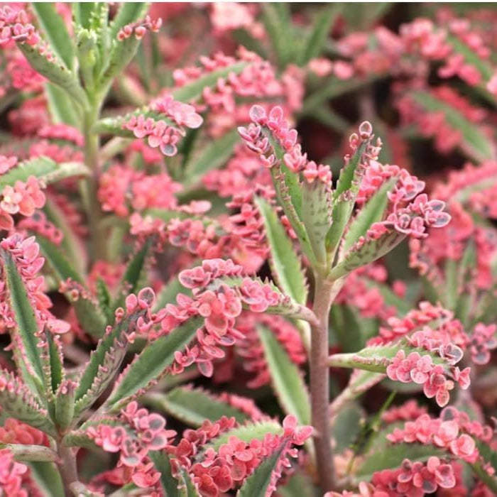 Brown Kalanchoe Bonsai Flower Seeds for Planting - 100 seeds for planting in home garden