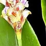 Red Curcuma Aeruginosa Plant Seeds for Planting -NON GMO Seeds Dhara Seeds