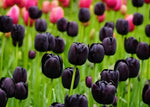 Black Tulip Flower Seeds for Planting - Heirloom & Non-GMO Seeds for Beautiful Home Garden Dhara Seeds