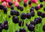 Black Tulip Flower Seeds for Planting – Heirloom, Non-GMO, Unique Dark Blooms Dhara Seeds