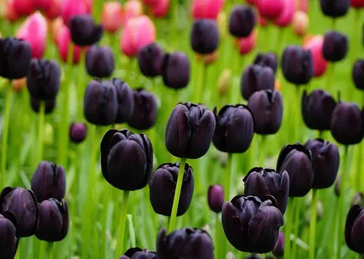 Black Tulip Flower Seeds for Planting – Heirloom, Non-GMO, Unique Dark Blooms Dhara Seeds
