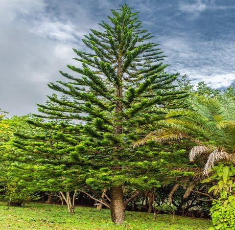 Green Pine Tree - Heirloom, Non - Gmo Seeds