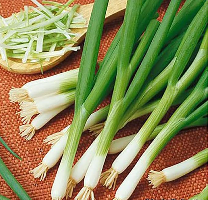 Green Onion Allium fistulosum Scallion vegetable seeds for planting in home garden containers