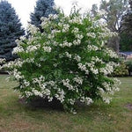 White Sevenson Flower Seeds for Garden - 100 pcs for planting in your garden.