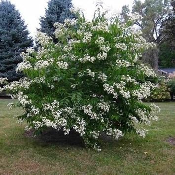 White Sevenson Flower Seeds for Garden - 100 pcs for planting in your garden.
