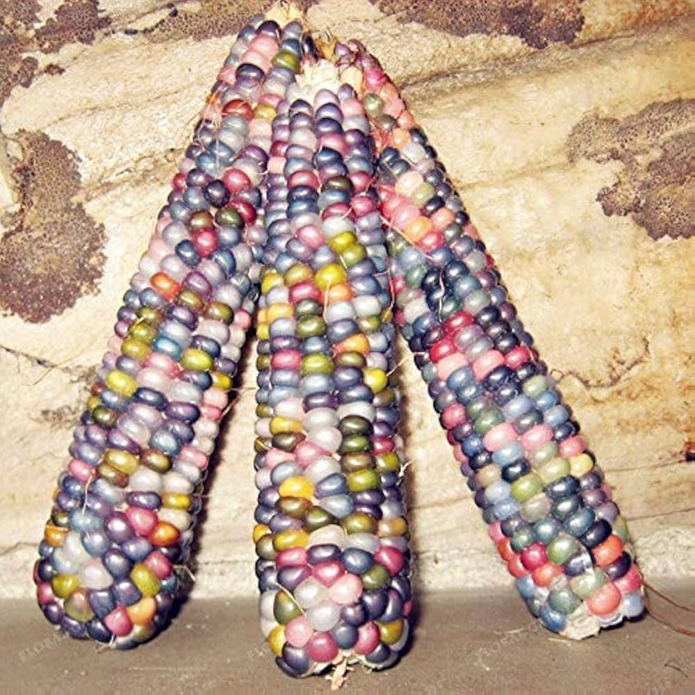 Corn Zea Mays Sweet Rainbow Rare Grain Seeds for Planting – Ideal for Backyard Gardening and Colorful Edible Crops