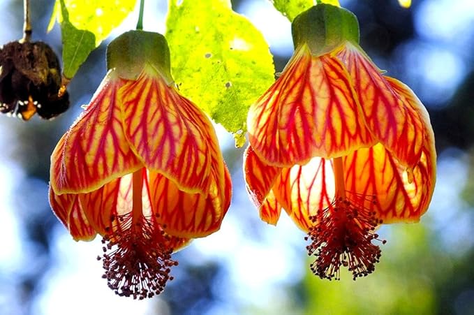 Abutilon hybridum Flowering Seeds For Planting in backyard garden or patio pots