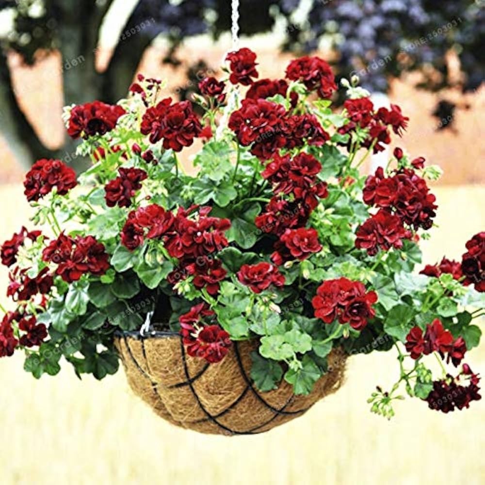 Ringo Salmon Geranium Seeds for Planting Pelargonium hortorum Home Garden