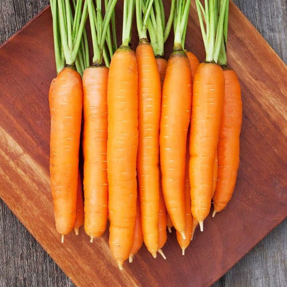 Moonraker Carrot Seeds pcs Excellent Medium Orange Color