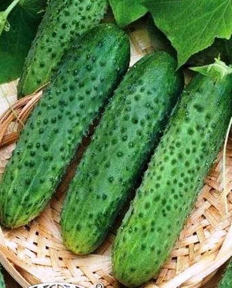 Cucumber Cucumis Sativus Bush Pickle Vegetable Seeds for Planting – Ideal for Small Kitchen Garden and Container Growing