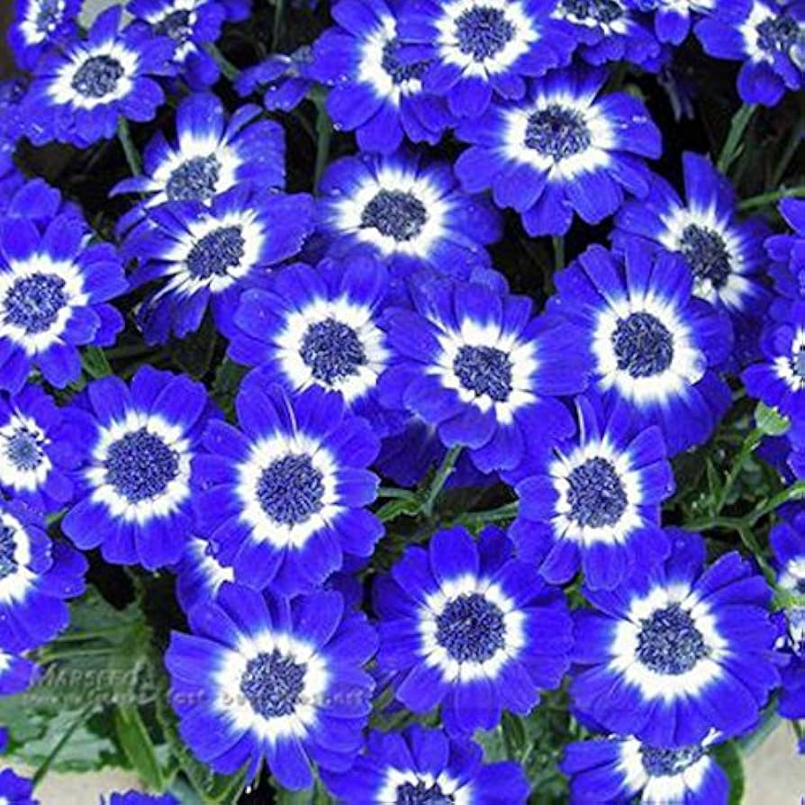 Blue Daisy (Felicia amelloides) for planting in home garden