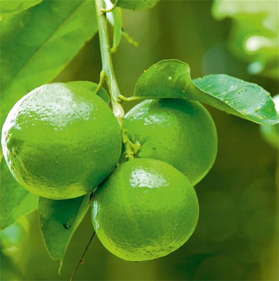 Lime Citrus Aurantifolia Seeds for Planting home orchard patio